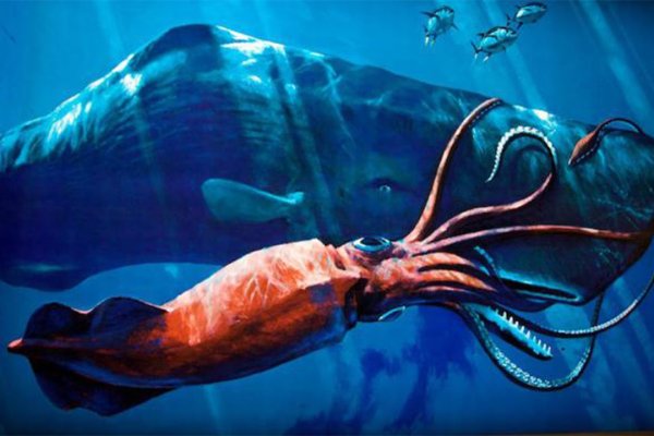Ссылка на kraken торговая площадка